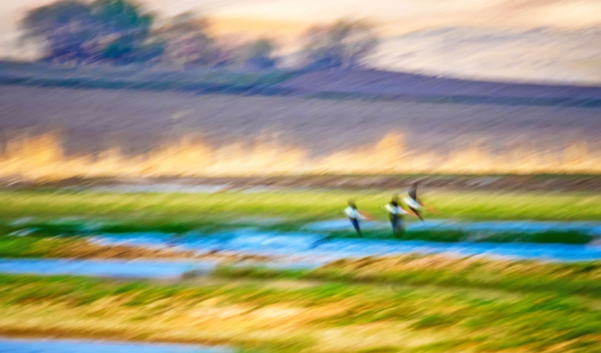Illustration du concert